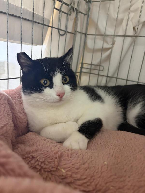 SISSI, giovane gattina super coccolona Foto 5